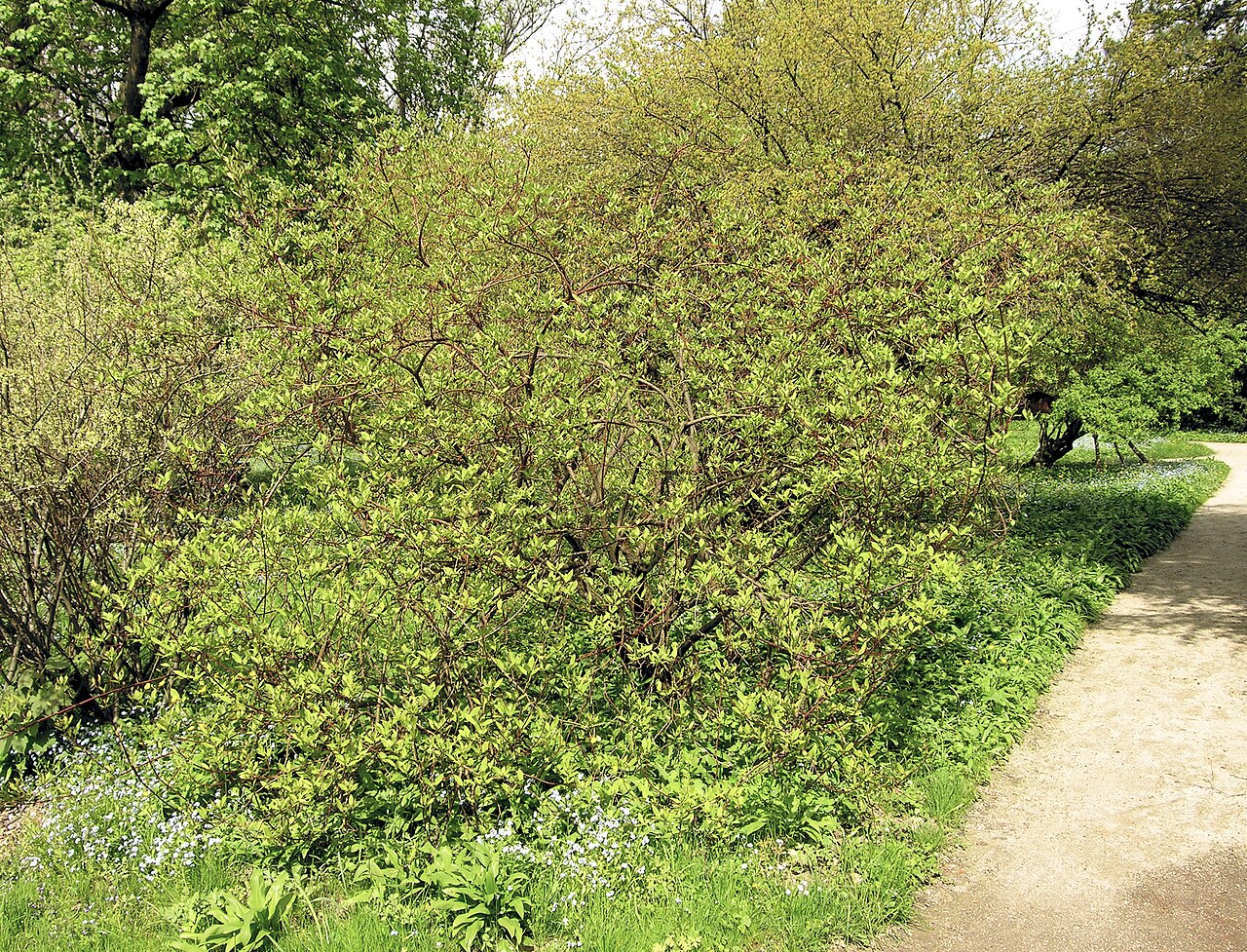 Red Twig Dogwood (Cornus sericea)