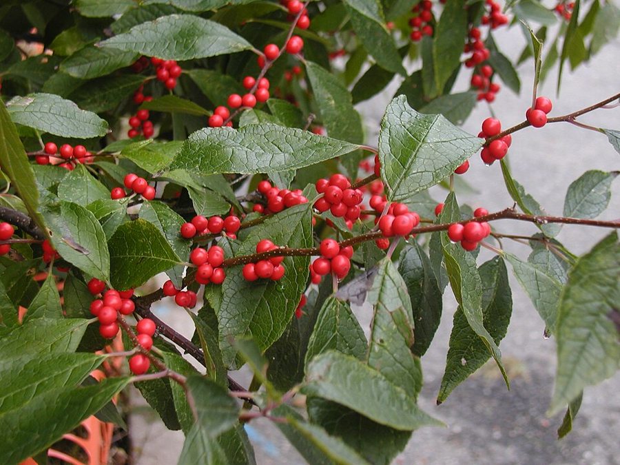 Winterberry (Ilex verticillata)