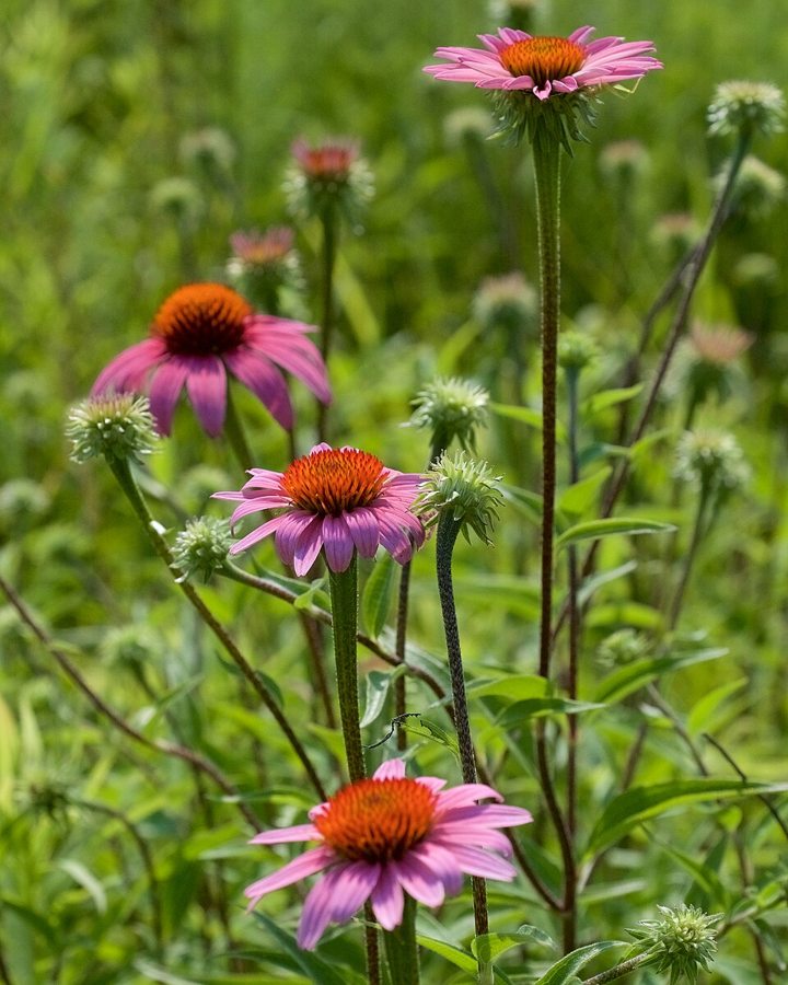 Coneflower (Echinacea purpurea)
