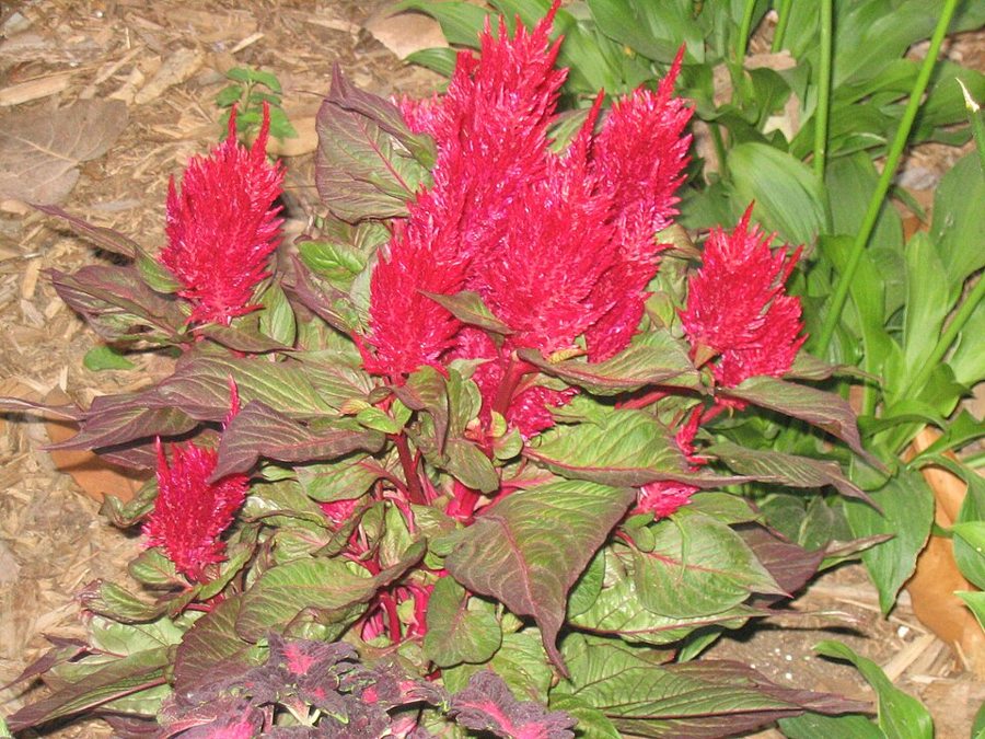 Celosia (Celosia argentea)