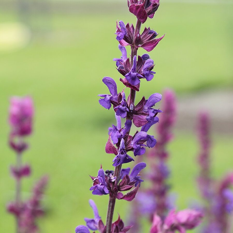 May Night Salvia (Salvia nemorosa 'May Night')