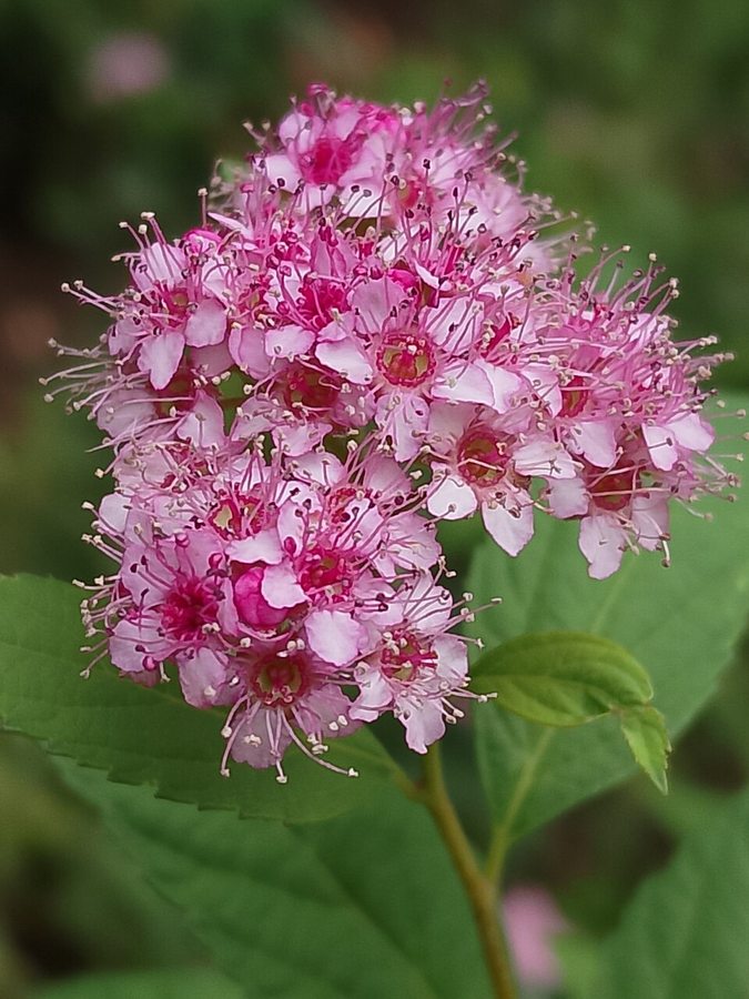 Goldmound Spirea (Spiraea japonica)