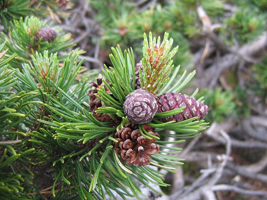 Mugo Pine (Pinus mugo)