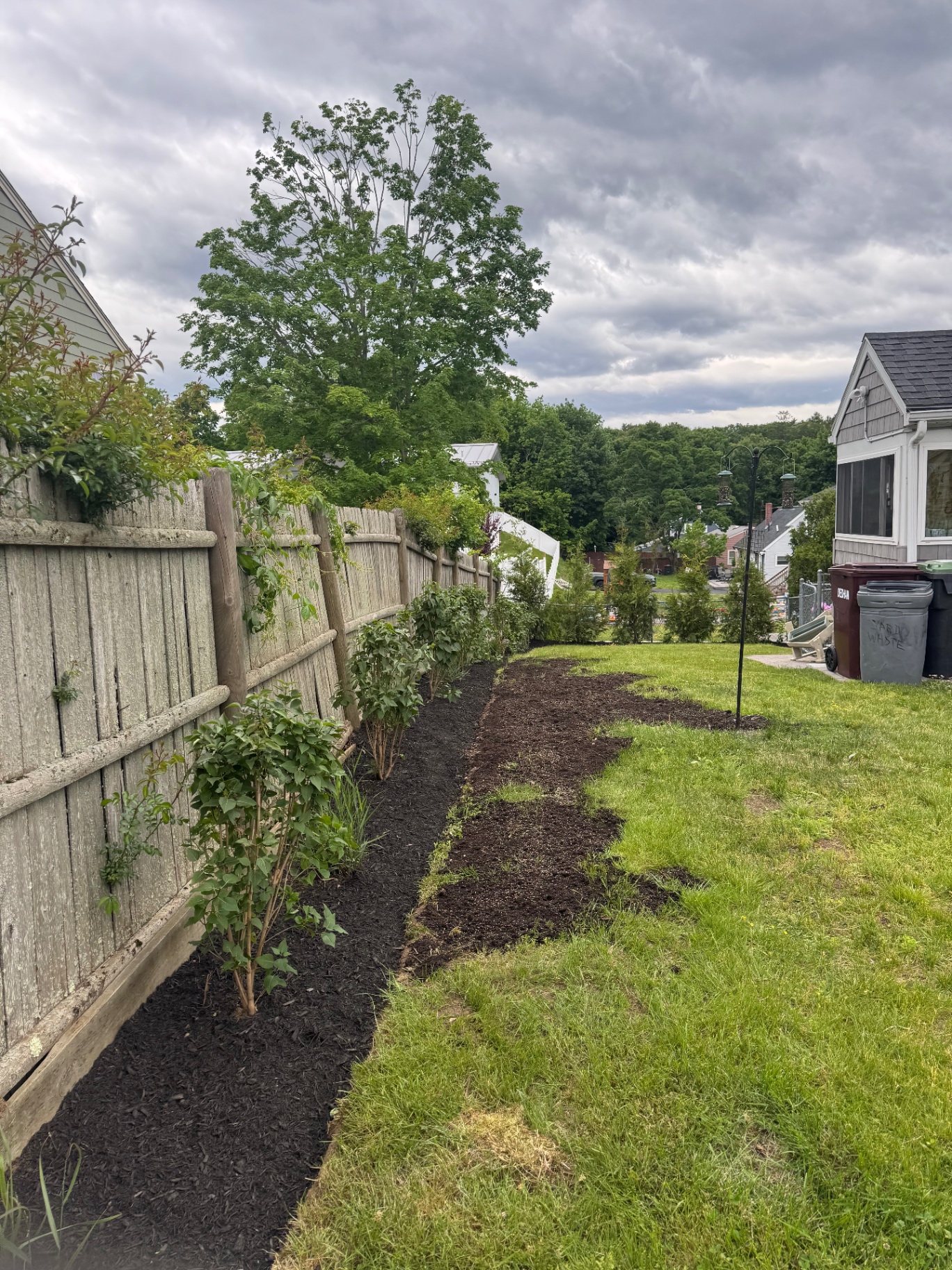 Backyard privacy planting row along a fence with fresh mulch