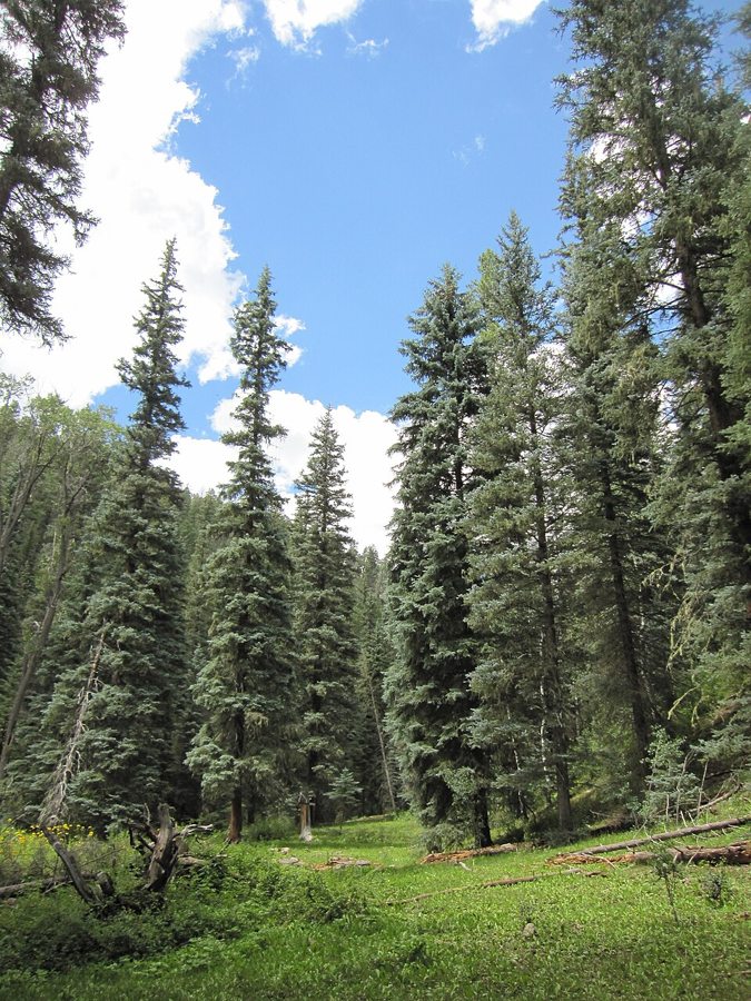 Colorado Blue Spruce (Picea pungens)