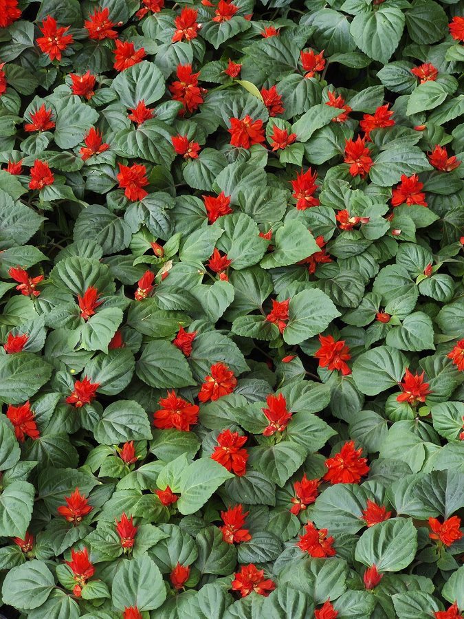 Scarlet Sage (Salvia splendens)