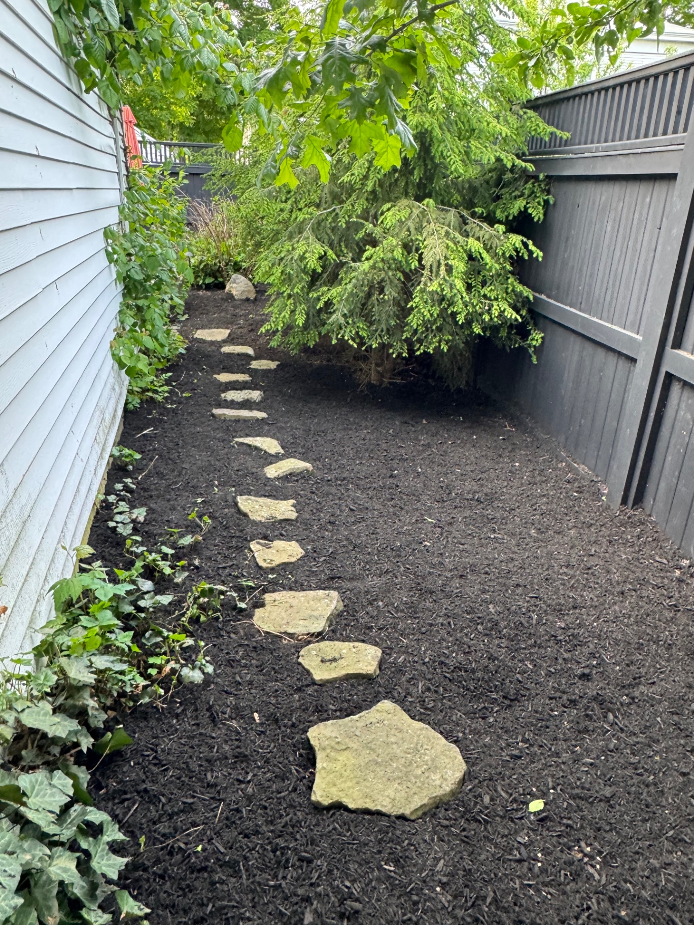 Side-yard stepping stone path through fresh black mulch beside an evergreen screening tree