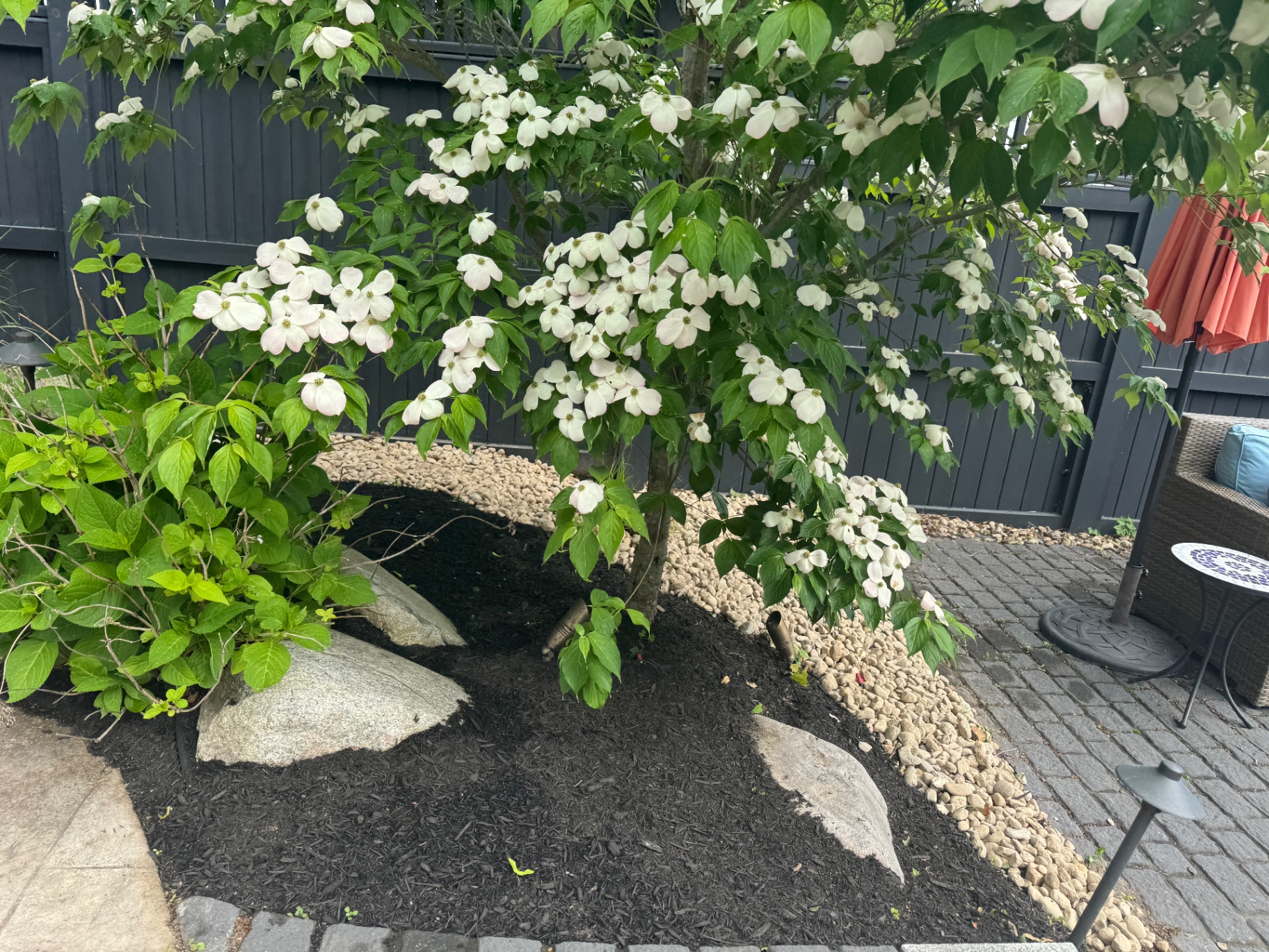 Flowering kousa dogwood in a patio-side bed with river rock and black mulch