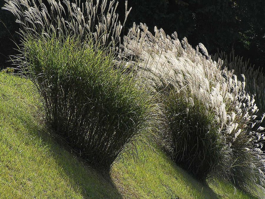 Maiden Grass (Miscanthus sinensis 'Gracillimus')