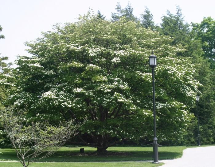 Kousa Dogwood (Cornus kousa)