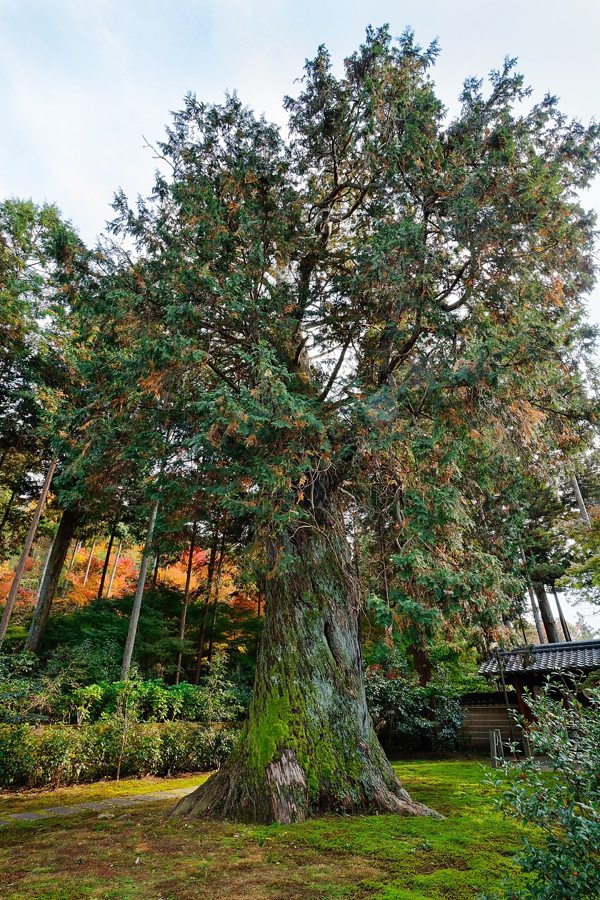 Hinoki Cypress (Chamaecyparis obtusa)