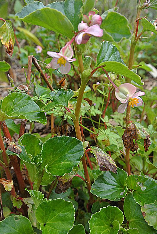 Wax Begonia (Begonia Semperflorens-Cultorum Group)