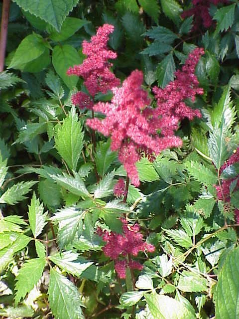 Astilbe (Astilbe spp.)