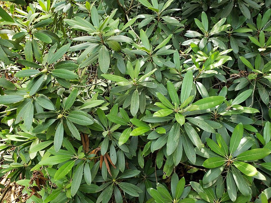 Rosebay Rhododendron (Rhododendron maximum)