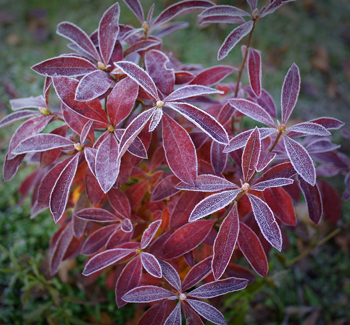 Northern Lights Azalea (Rhododendron Northern Lights Series)