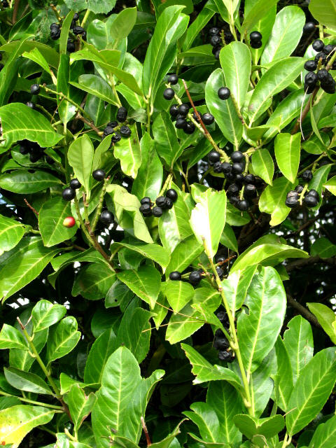 Inkberry (Ilex glabra)