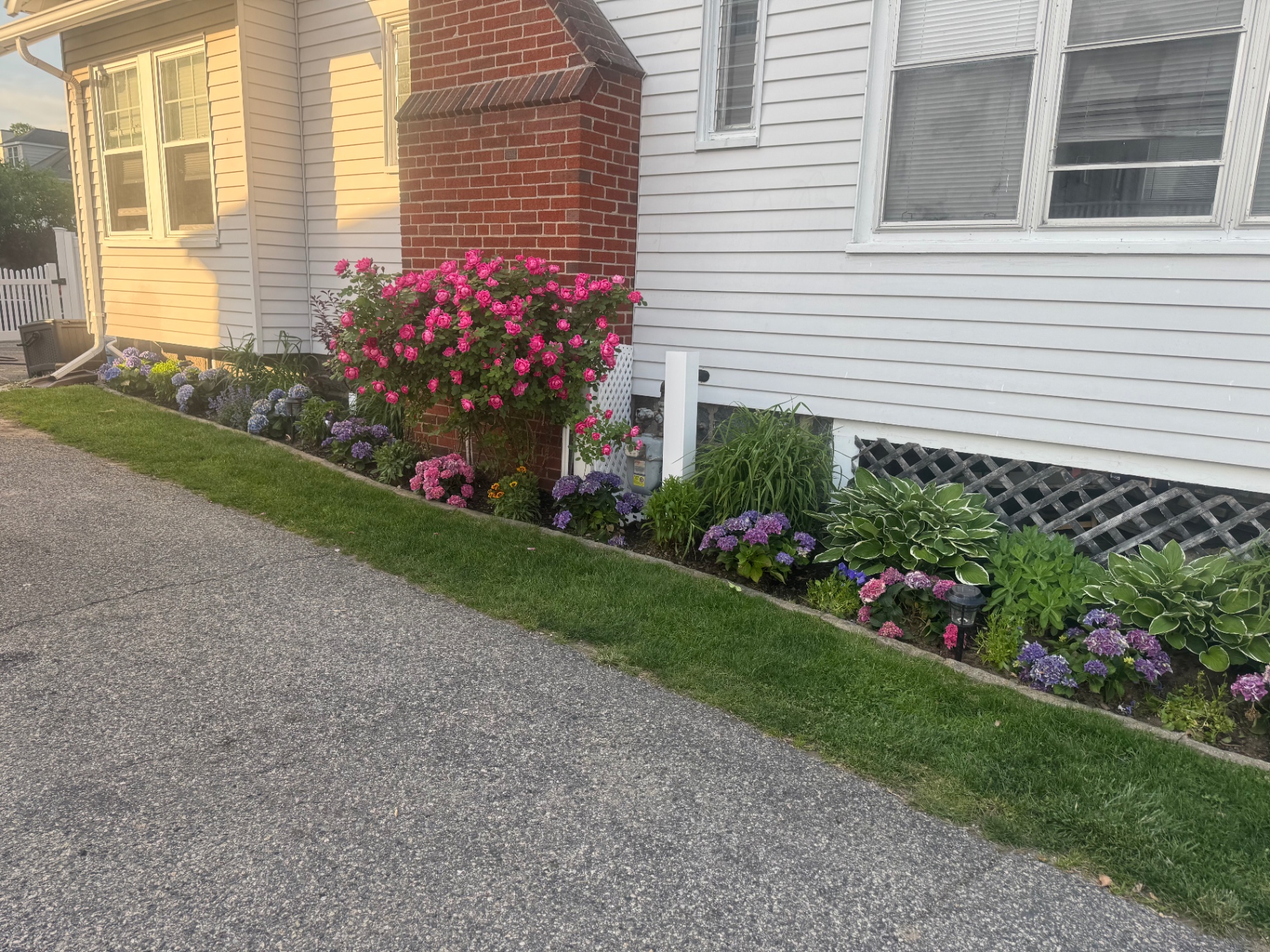 Foundation planting bed with roses and hydrangeas