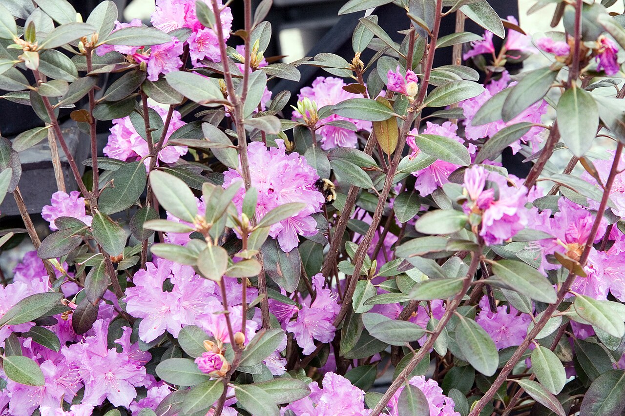 PJM Rhododendron (Rhododendron PJM Group)