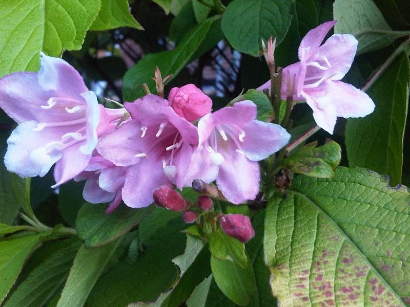 Wine & Roses Weigela (Weigela florida)