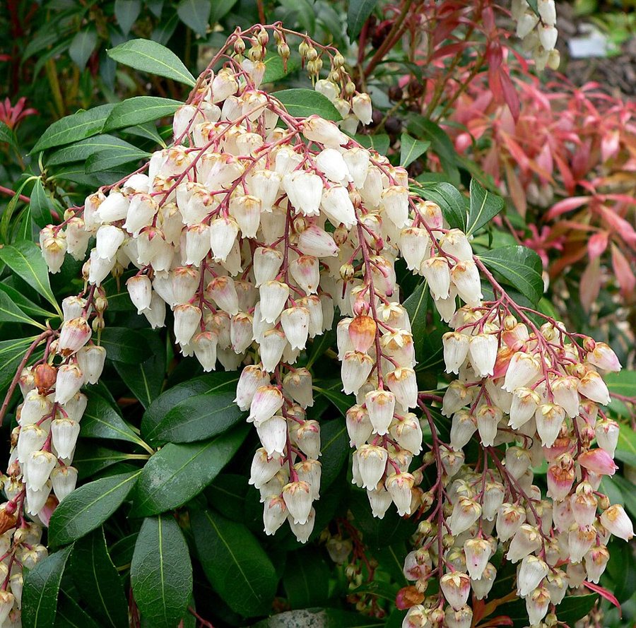Japanese Andromeda (Pieris japonica)