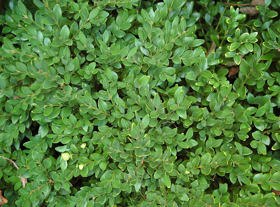 Green Velvet Boxwood (Buxus 'Green Velvet')