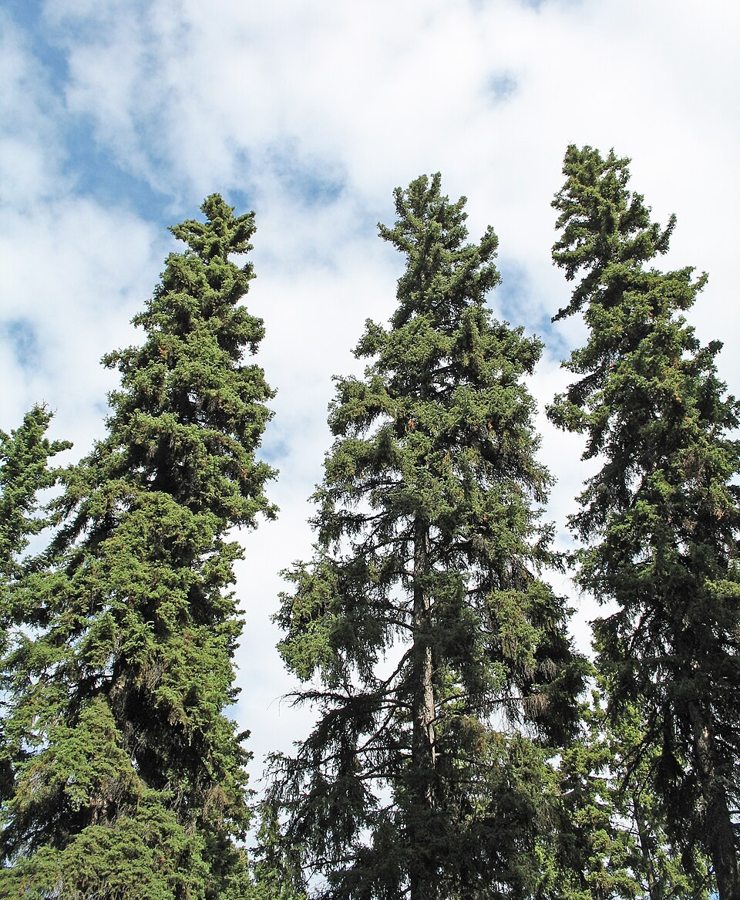 Dwarf Alberta Spruce (Picea glauca 'Conica')