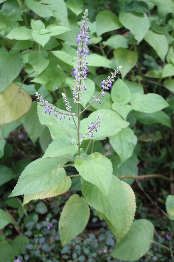 Coleus (Coleus scutellarioides)