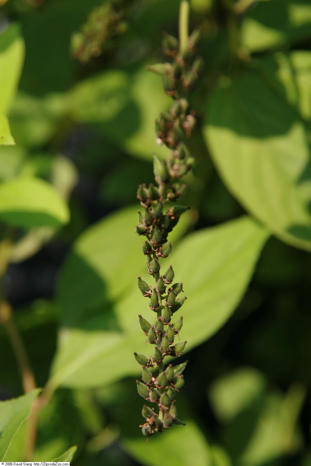 Virginia Sweetspire (Itea virginica)