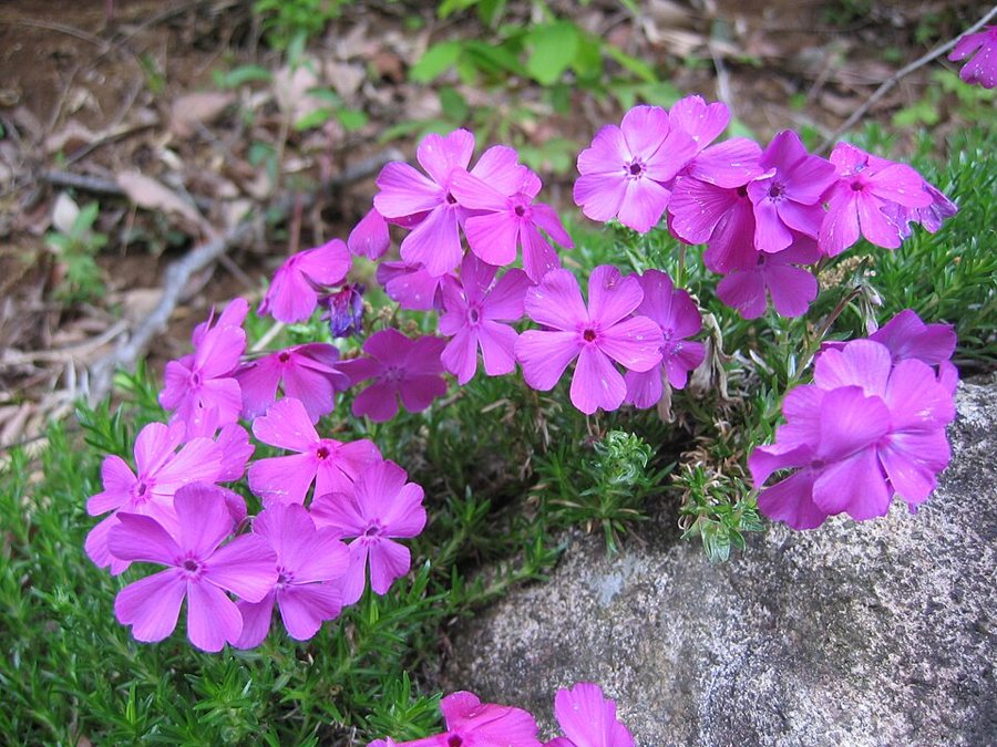Creeping Phlox (Phlox subulata)