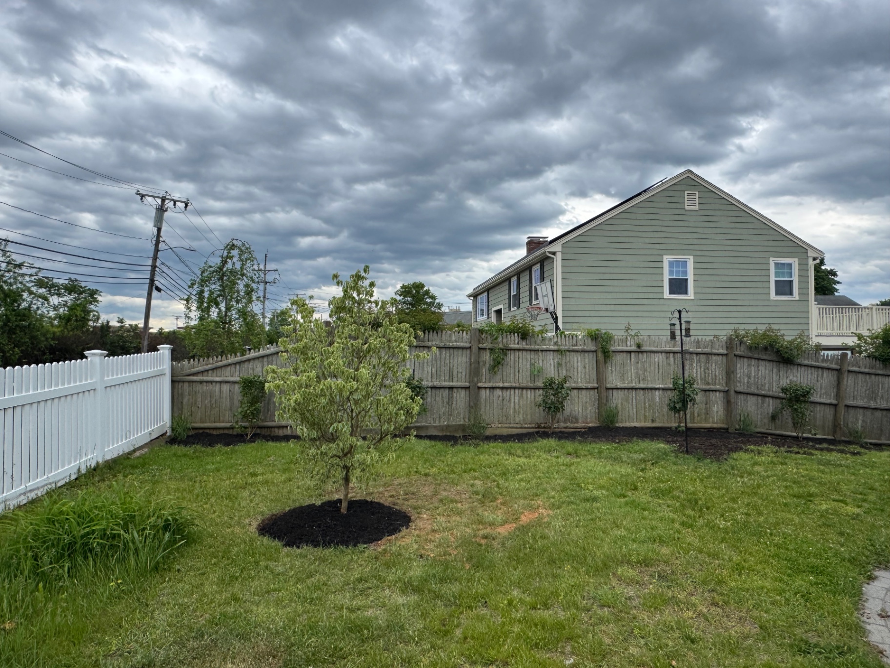 Backyard screening bed with arborvitae and a dogwood tree