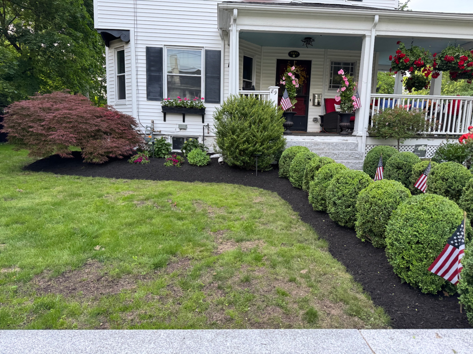 Front foundation landscape with clipped boxwoods, Japanese maple, and fresh black mulch