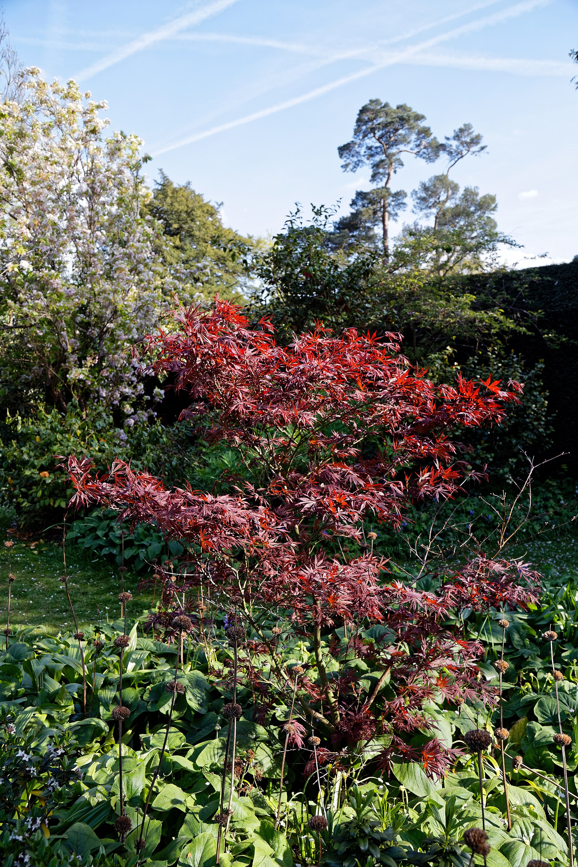 Japanese Maple (Acer palmatum)