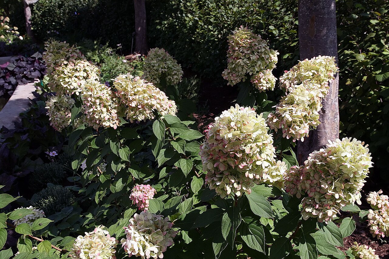 Limelight Hydrangea Tree (Hydrangea paniculata 'Limelight' (tree form))