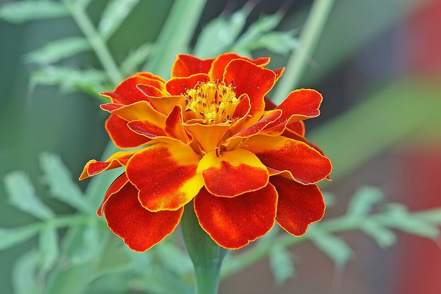 French Marigold (Tagetes patula)