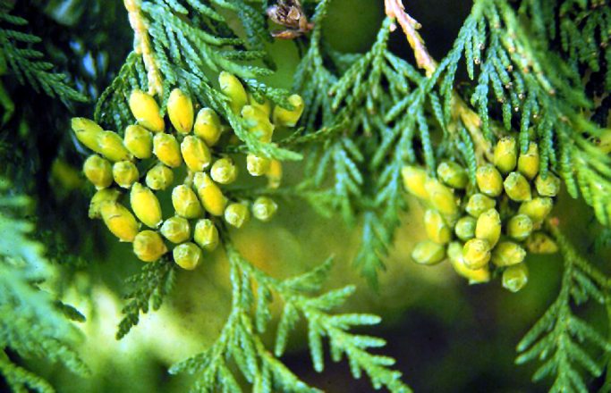 Eastern Arborvitae (Thuja occidentalis)