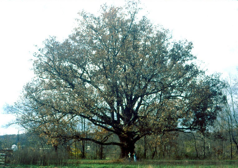White Oak (Quercus alba)