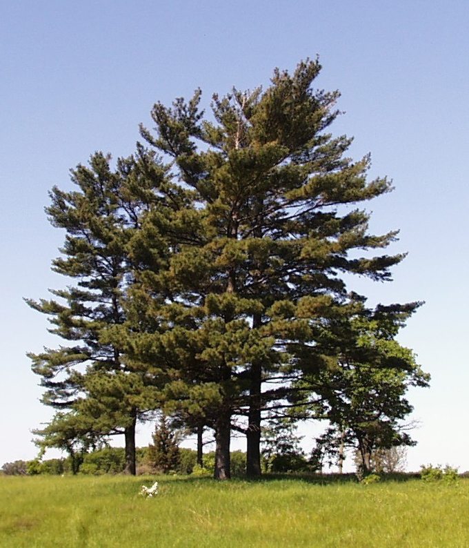 Eastern White Pine (Pinus strobus)
