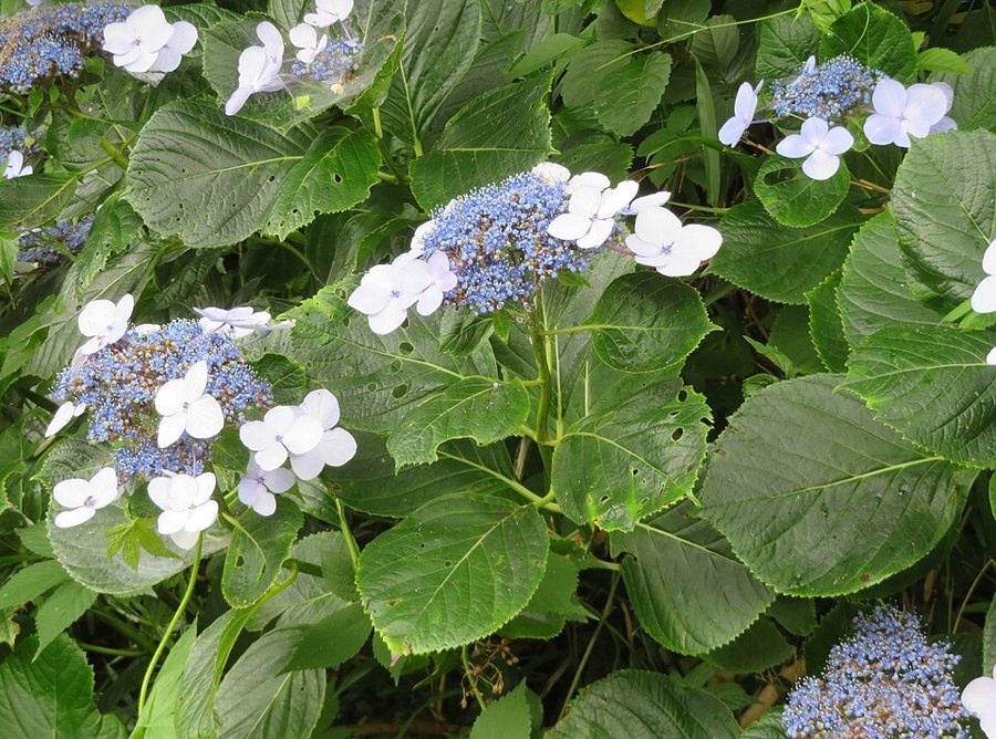 Bigleaf Hydrangea (Hydrangea macrophylla)