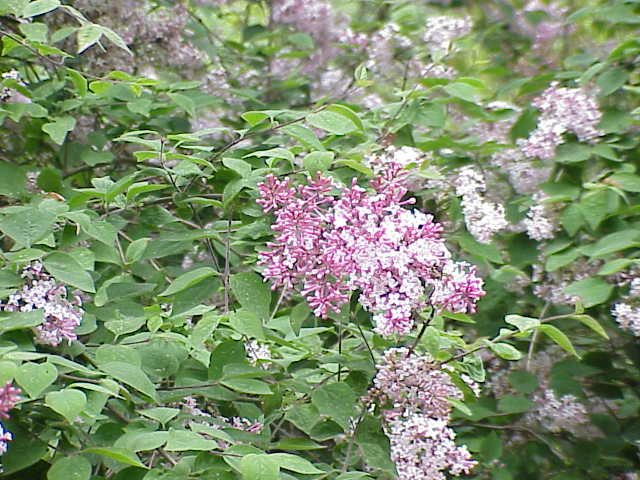 Dwarf Korean Lilac (Syringa meyeri 'Palibin')