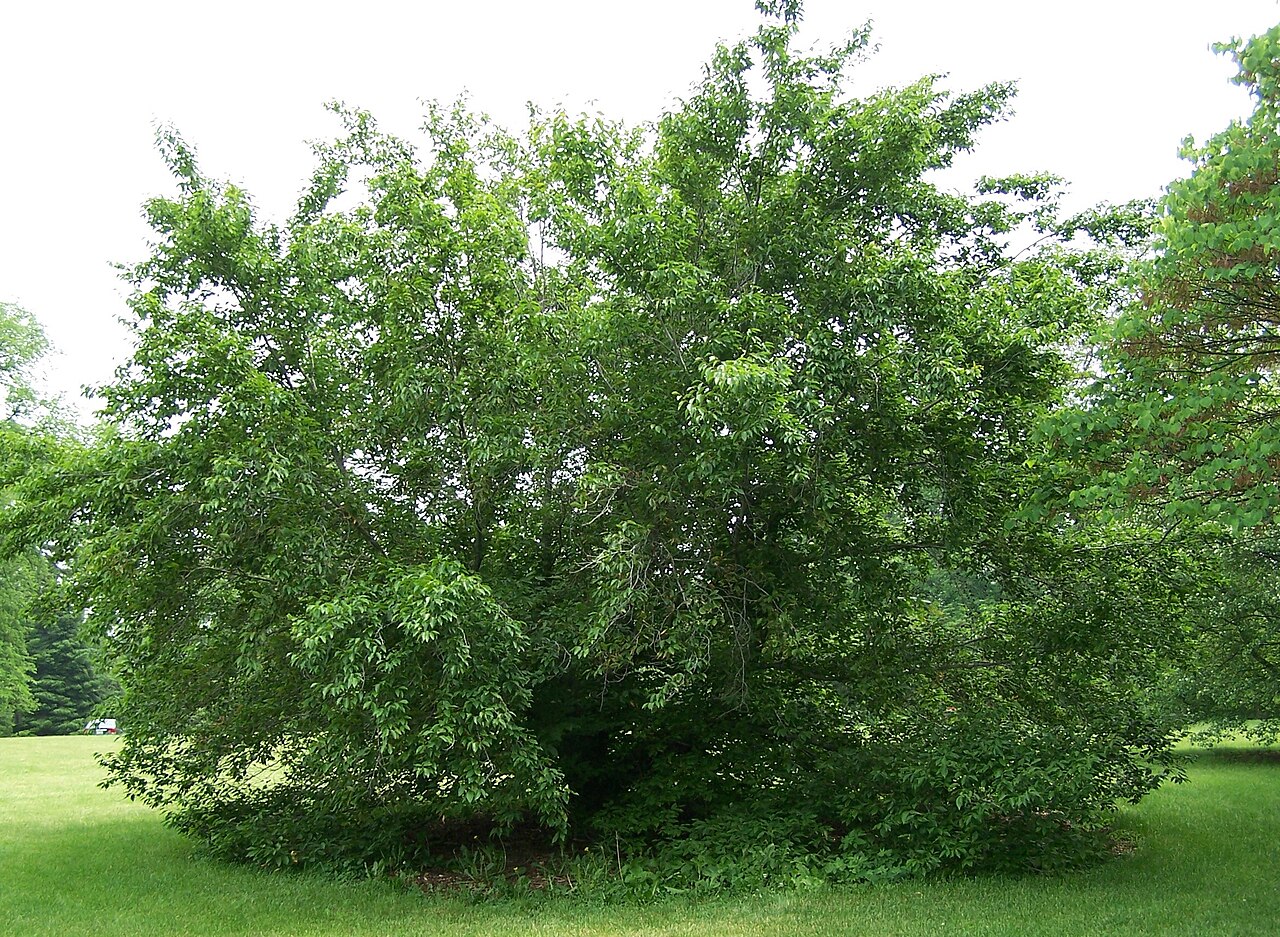 American Beech (Fagus grandifolia)