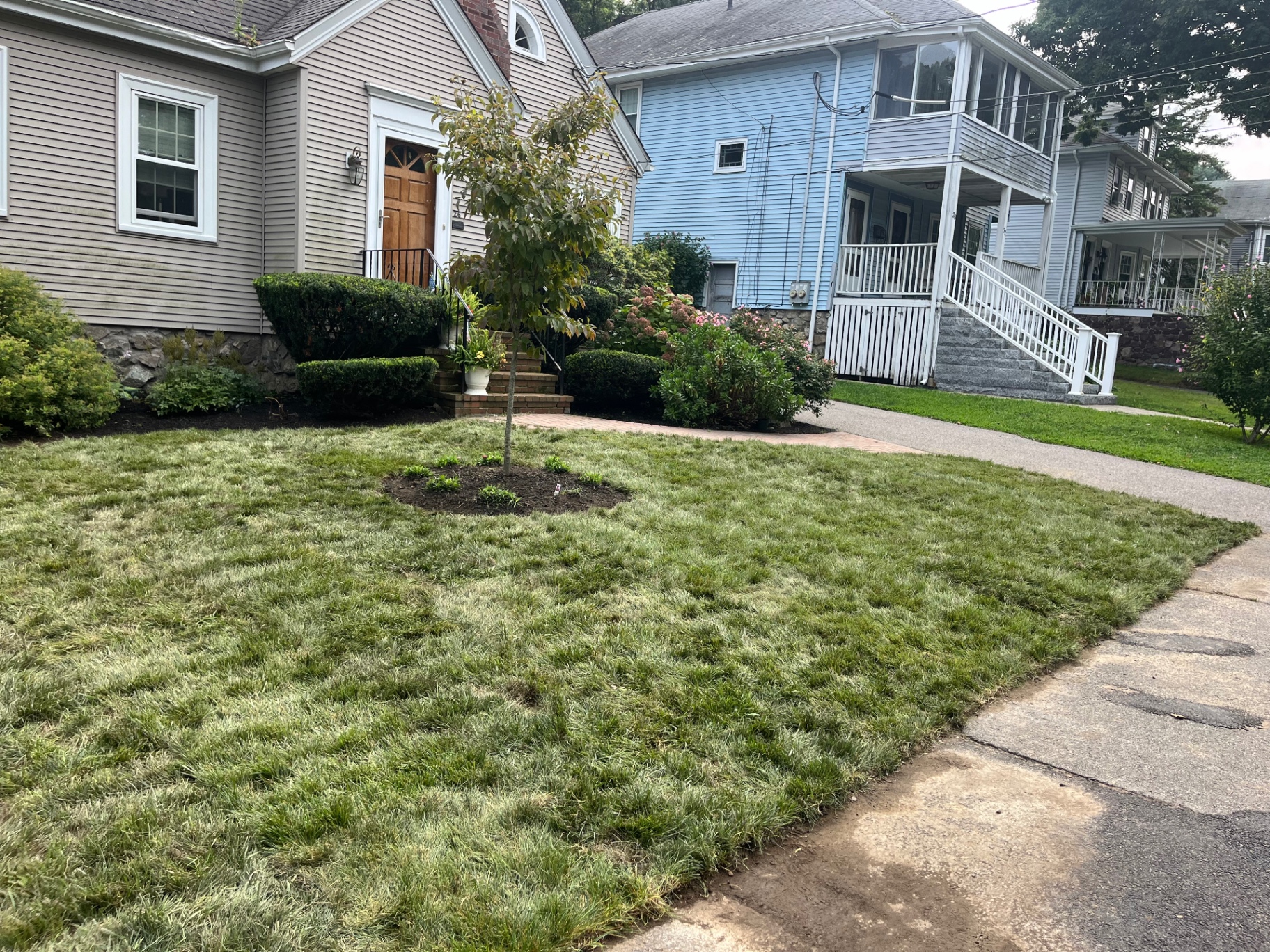 Wide view of a front yard lawn and tree installation in a neighborhood setting