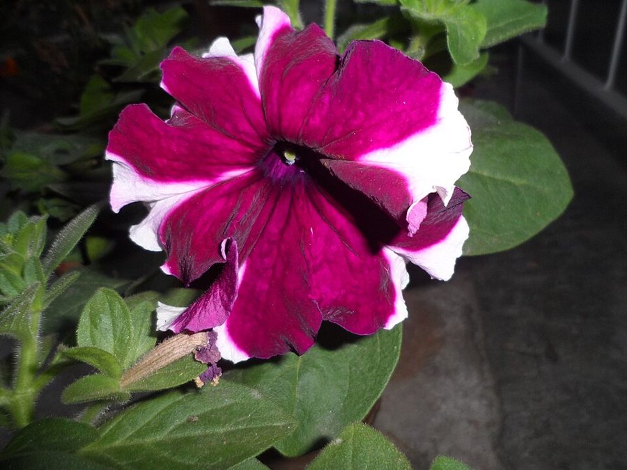 Petunia (Petunia × atkinsiana)