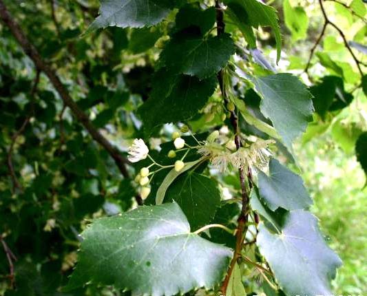 Littleleaf Linden (Tilia cordata)