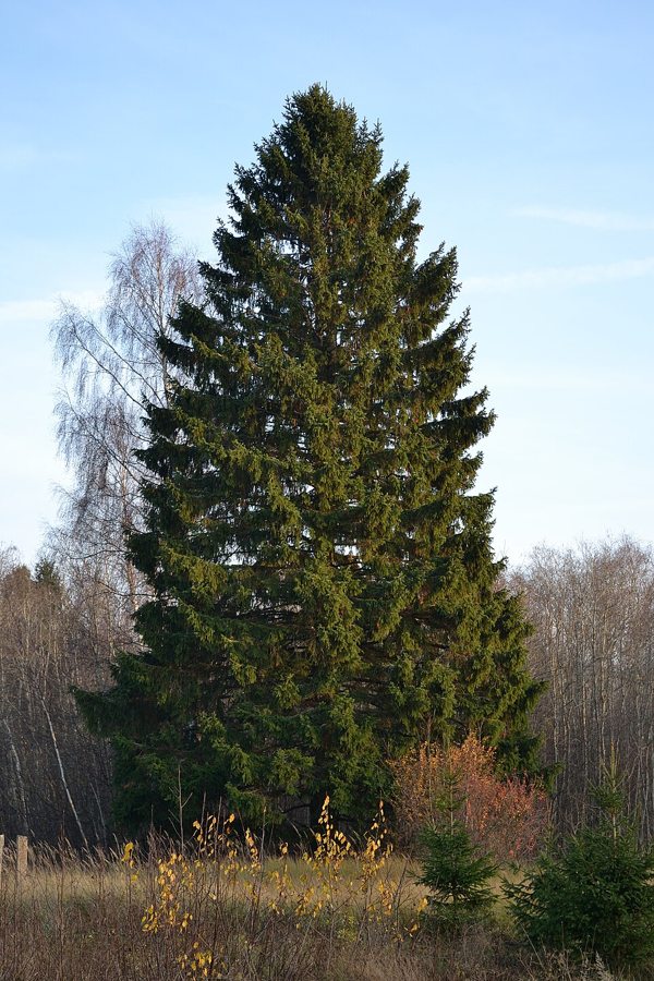 Norway Spruce (Picea abies)