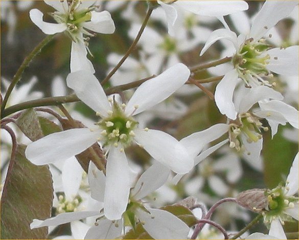 Serviceberry (Amelanchier canadensis)