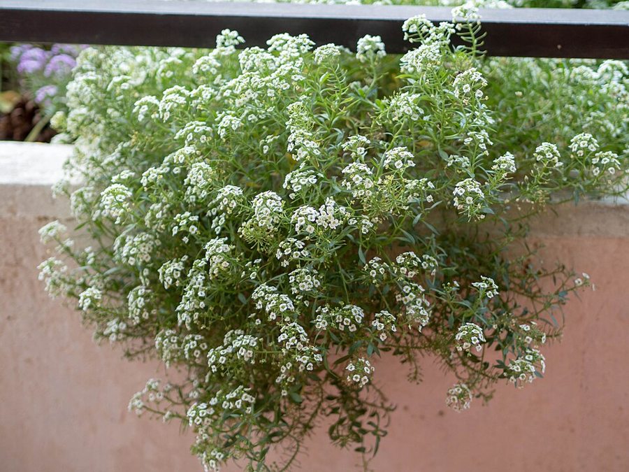 Sweet Alyssum (Lobularia maritima)