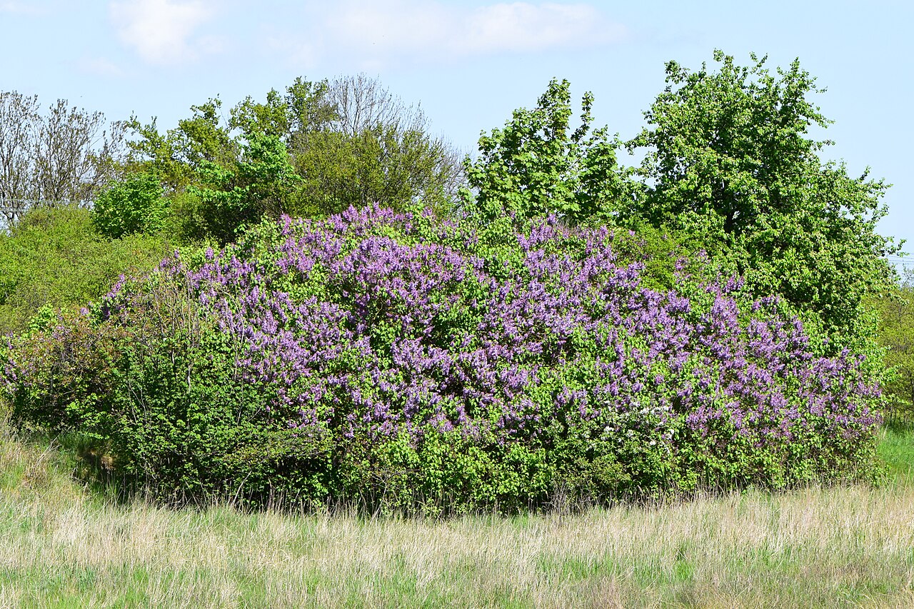 Common Lilac (Syringa vulgaris)