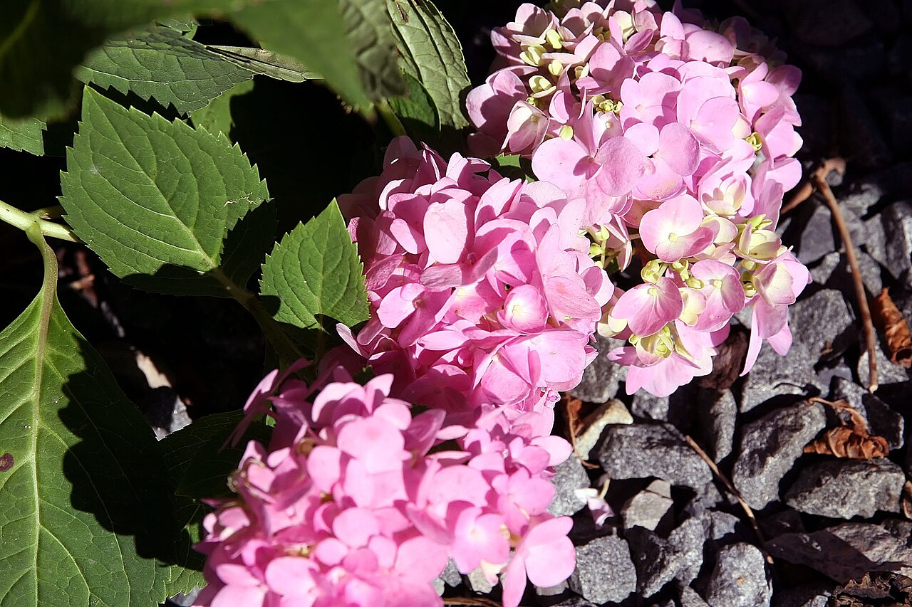Endless Summer Hydrangea (Hydrangea macrophylla 'Bailmer')