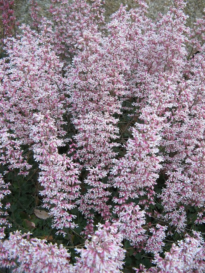 Coral Bells (Heuchera spp.)