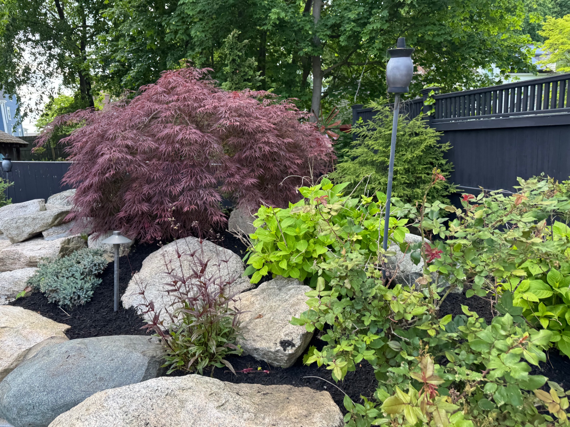 Japanese maple and hydrangea planting bed set among large natural boulders and fresh black mulch